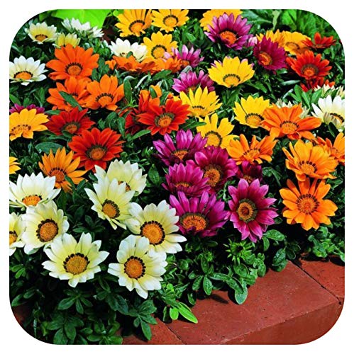 Gazania Kiss Mixed Mini Plug Plants x 24 for Potting On