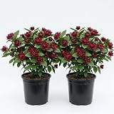 2 Carolina Allspice Live Trees, Calycanthus Floridus, Dark Red Blooms, 6-18" Tall, Quart Pot, Sweet Shrub Bush