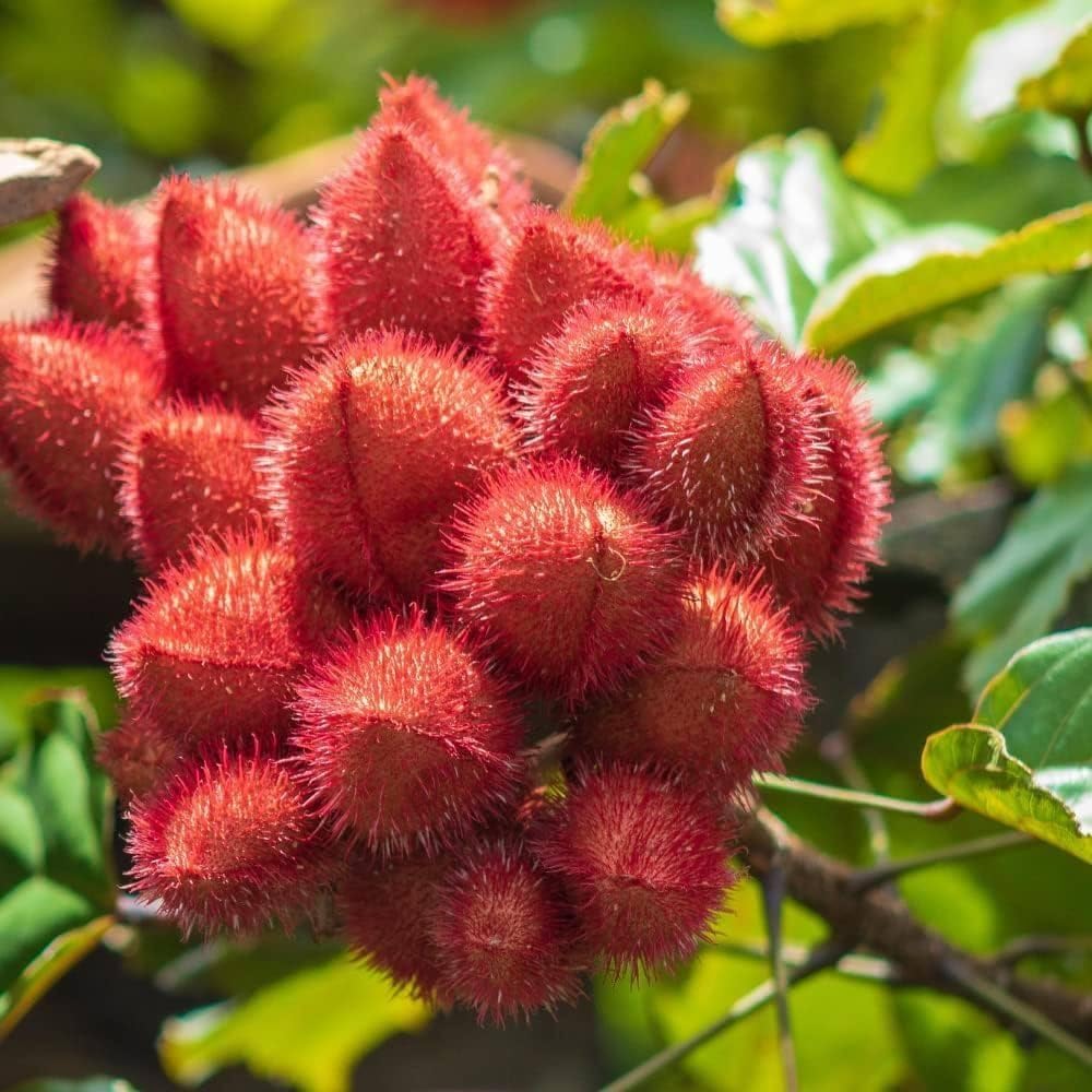 Sindoor, Bixa Orellana, Annatto, Lipstick Tree Live Plant - Promotes Mental Calmness And Serves As An Ideal Gift For Plant Lovers And Vastu Believers (1 Live Healthy Plant)-image-2