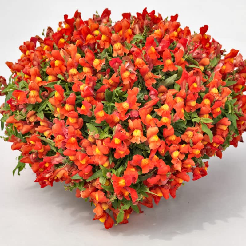 See full amazon price history chart for Calibrachoa Flower Seeds For Home Garden- 35 Seeds Pack Calibrachoa Flower Seeds For Home Garden- 35 Seeds Pack (B0C4JV49P6) Amazon Price History, Amazon Price Tracker