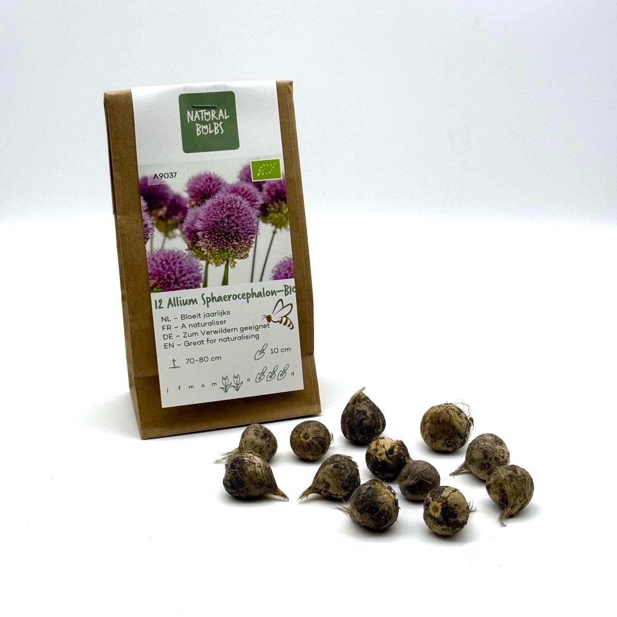 Allium Sphaerocephalon BIO 250 Blumenzwiebeln aus Holland