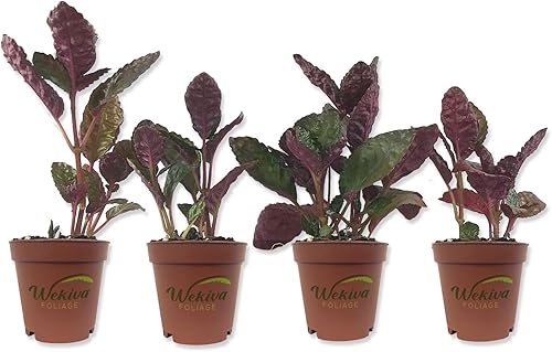 Miniatura 8 de Planta de gofres morados  3 plantas iniciadoras vivas en macetas de 2 pulgadas  Hemigraphis Alternata  Planta de interior rara y elegante
