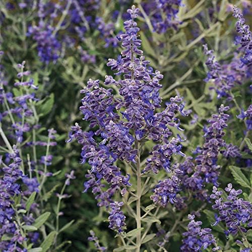 Park Seed Semillas de plantas de hierbas de salvia, fáciles de cultivar, variedad de colores, jardín de primavera, ruso de acero azul, paquete de 10