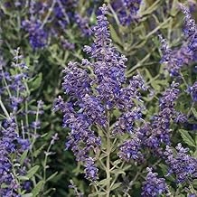 Park Seed Sage Herb Plant Seeds, Easy to Grow, Variety of Colors, Spring Garden, Blue Steel Russian, Pack of 10