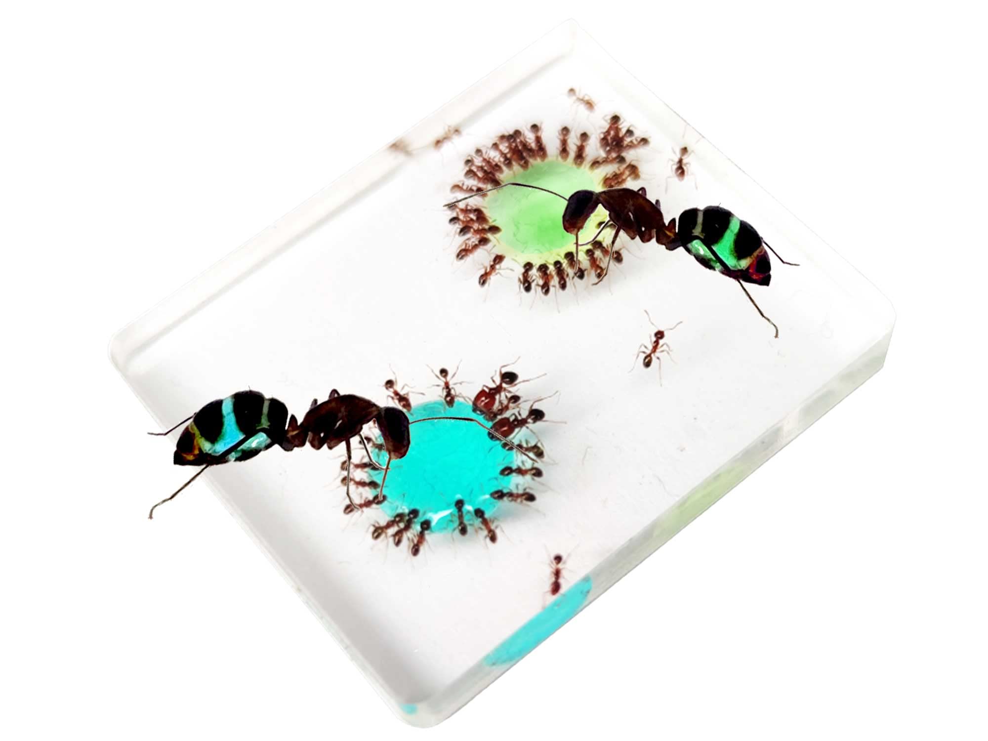 Aliments pour fourmis - Excellent et irrésistible - Aliment pour vos fourmis et fourmis - Nouveau Nectar de sucre bleu Plus Nectar de sucre vert - Lot de 2 bouteilles de 50 ml