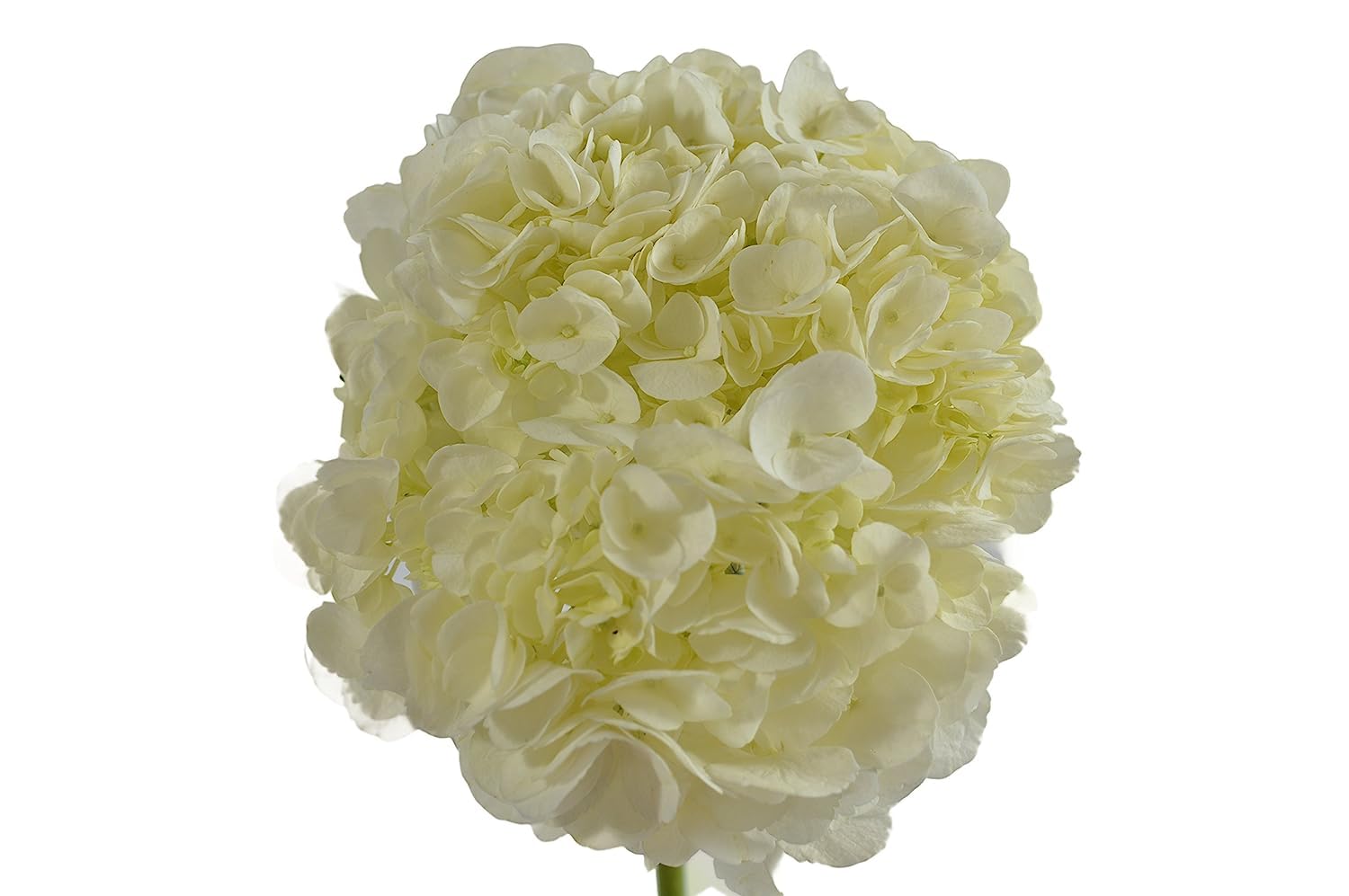 Blooms2Door - 30 White Hydrangeas (Farm-Fresh, Naturally Colored, Premium Quality) - Fresh Flowers for Birthday, Valentine's & Mother's Day