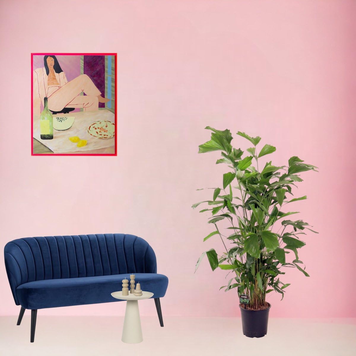 Trendyplants - Caryota Mitis - Fischschwanzpalme - Zimmerpflanze - Höhe 130-150 cm - Topfgröße Ø24cm