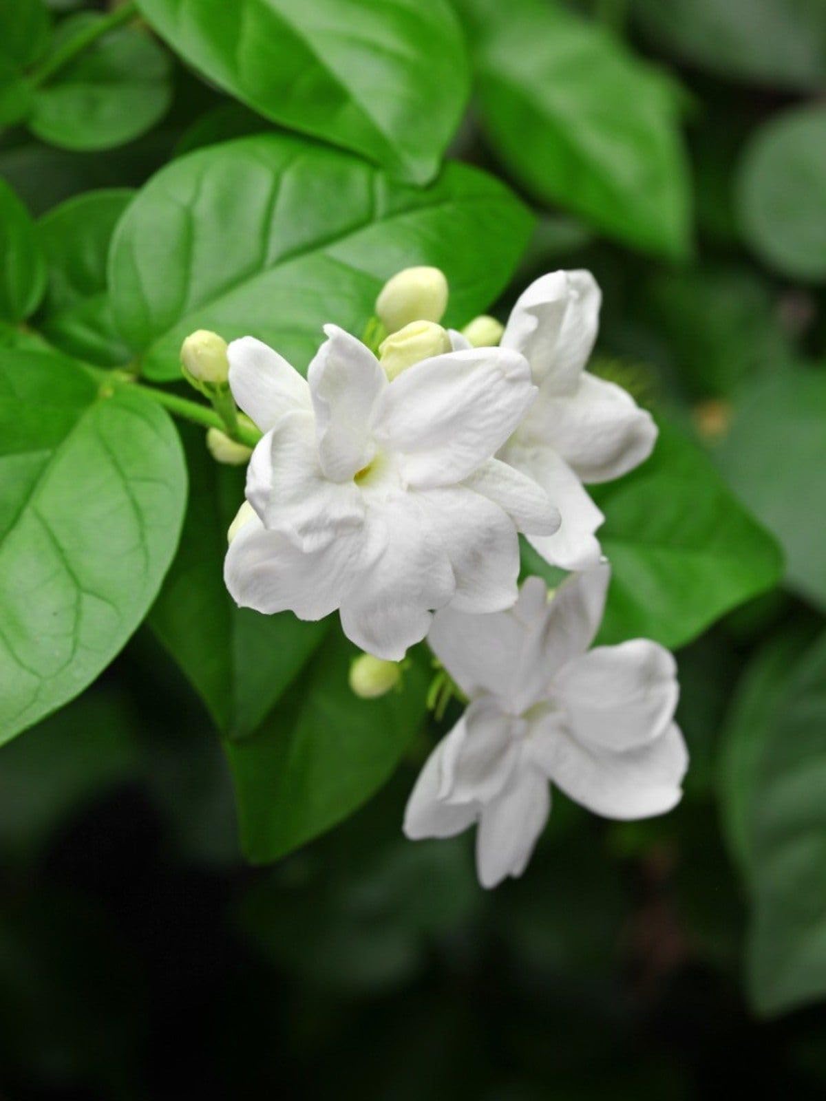 Fragrant Blooms Mulla Common Jasmine Live Plant – Low Care | Home Garden | Decorative Use | Evening Fragrance Plant-image-42