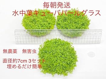 【毎朝発送】キューバパールグラス12個セット(無農薬、スネール無し） 楽天市場】(水草) キューバパールグラス 直径6cm 無農薬