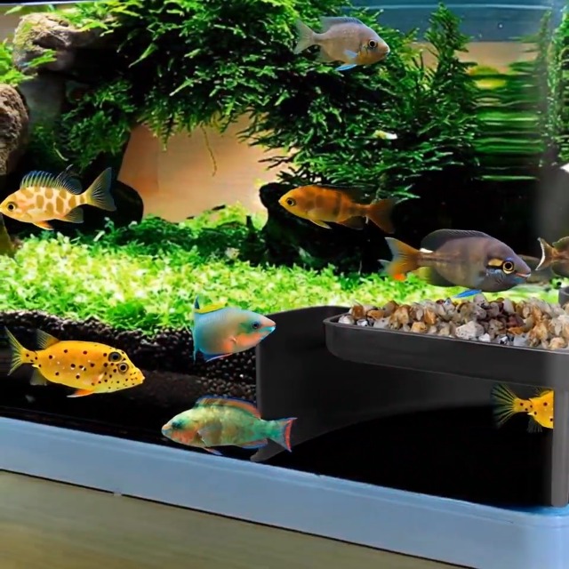 Fish Tank Setup With Tunnels: Ultimate Guide for Stunning Aquariums