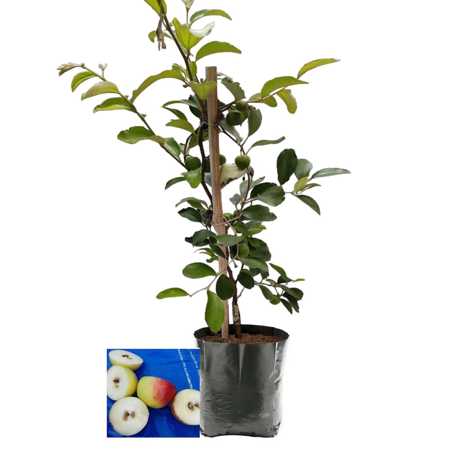 TAPOBON Seedless Apple Ber Jujube Grafted Fruit Live Plant (1-2 Feet Height) (B0CLZ4XB9P) Amazon Price History, Amazon Price Tracker