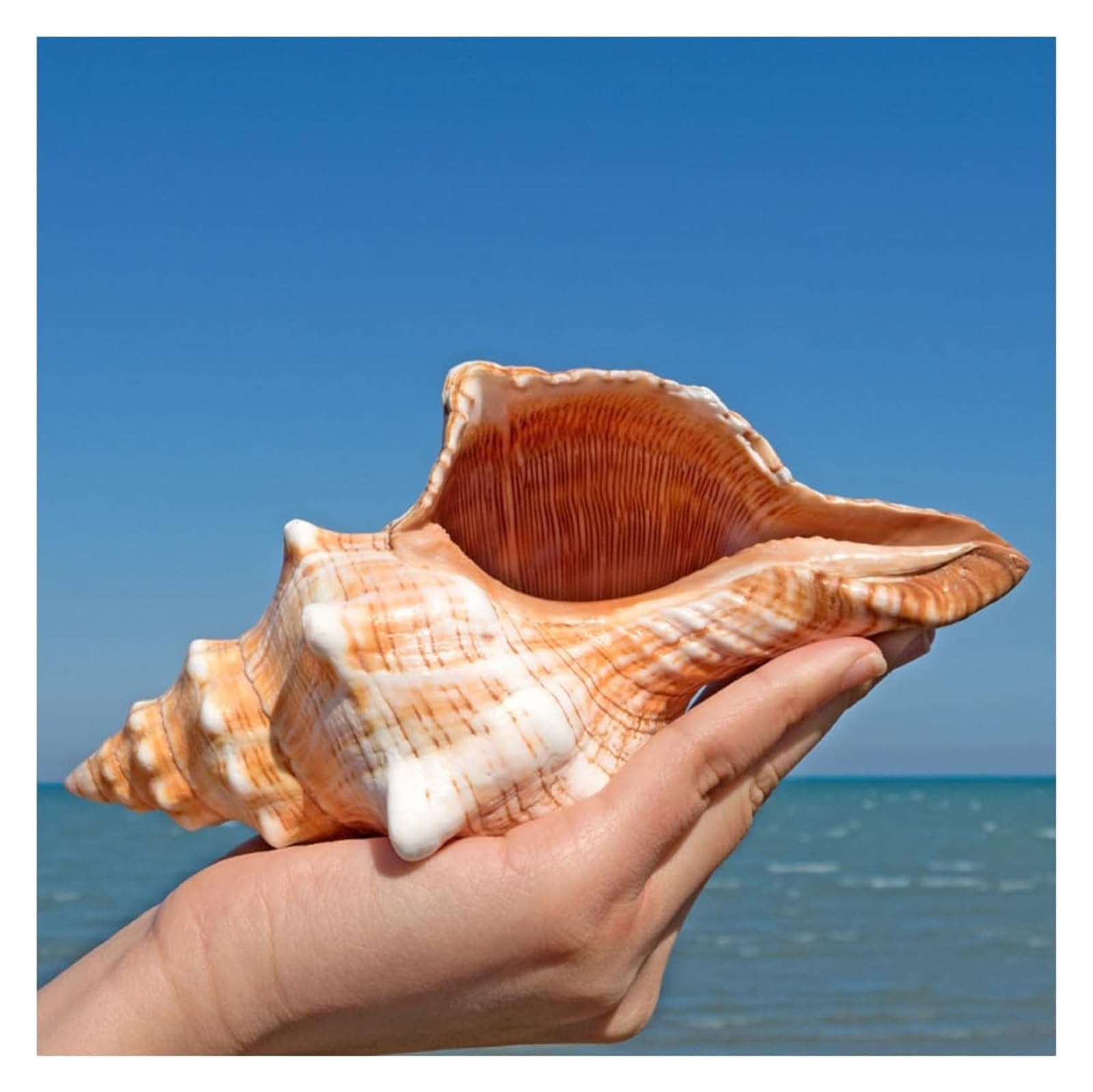 YKMYXZ shells， Huge Ocean Conch 16~18 Cm Seashells Perfect for Wedding Theme Party, Fish Tank