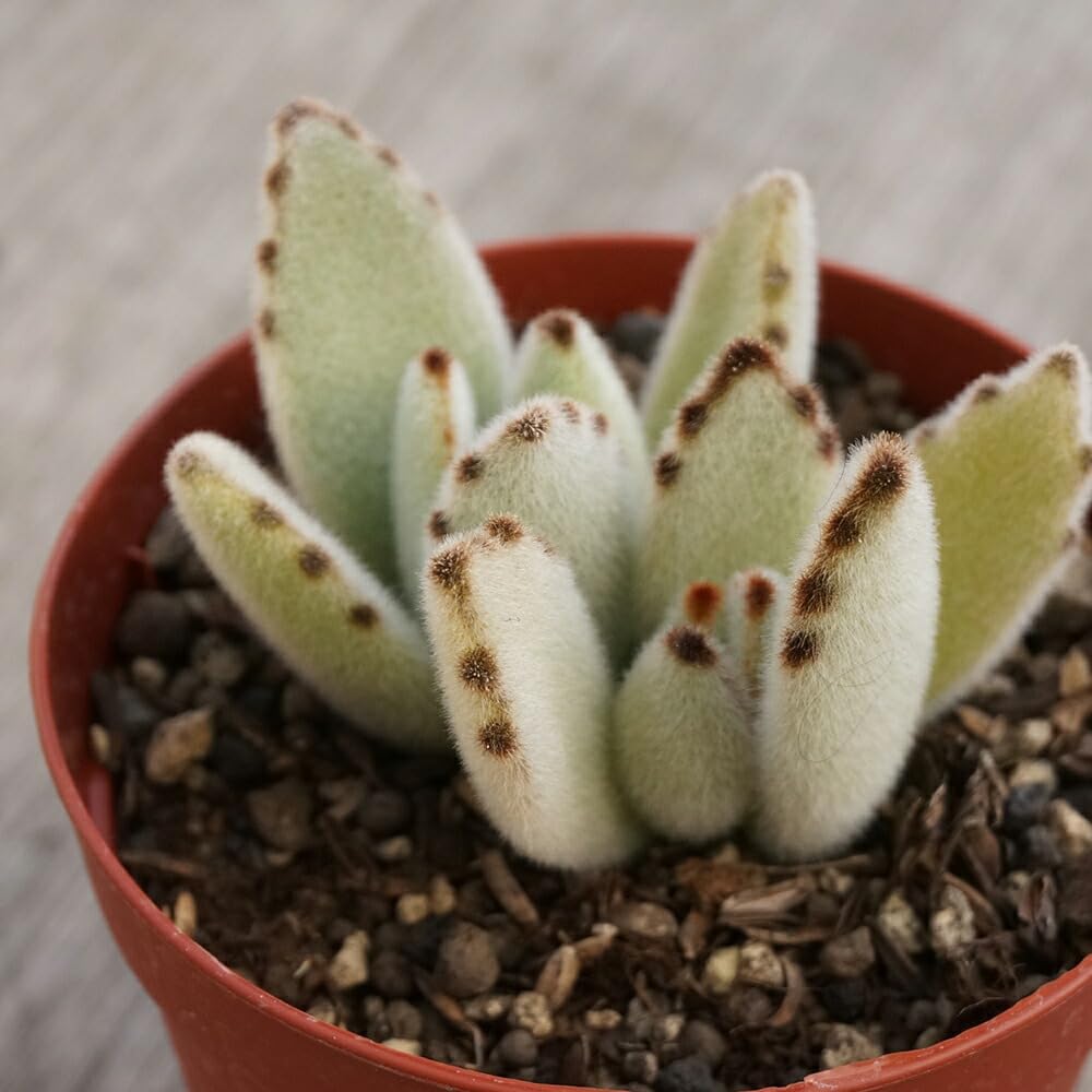 Amazon.co.jp: ツキトジ 月兎耳 7.5cmポット 多肉植物 カランコエ 月兎