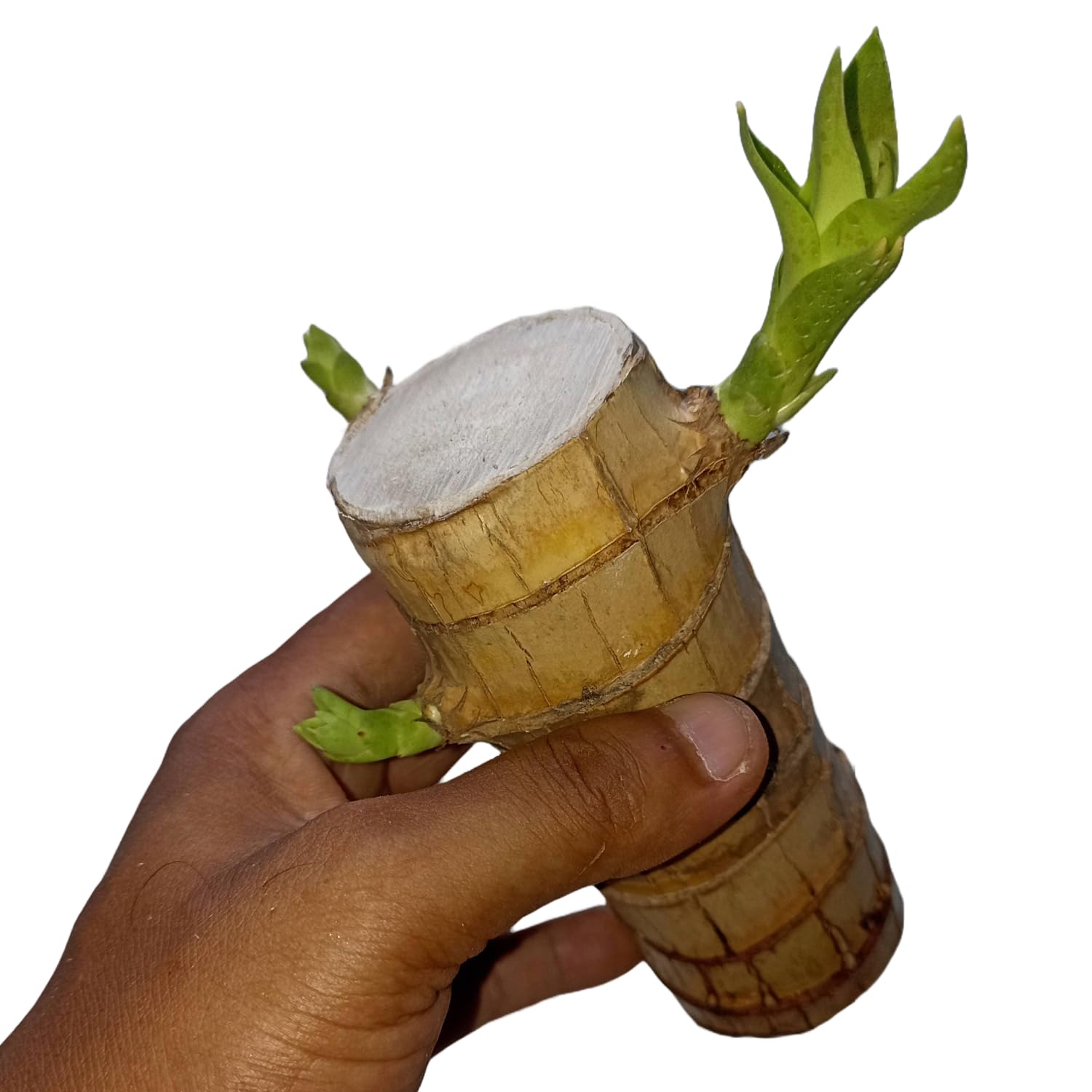 N.G.M.AGROCARE Imported (Pack of 1)(LIVE PLANT WITH LEAVES & INCLUDING POT) Brazalian Lucky Wood Live Plant | Lucky Brazil Wood Potted Plant | Indoor Live Lucky Brazilian Wood Plant for Living Room