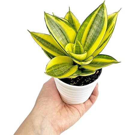 Amazon Co Jp Ina工藝 観葉植物 おしゃれ 小さめ ミニ観葉 サンスベリア サンセベリア ハニー イエロー 3号 本物 鉢植え 室内 風水 プレゼント ギフト グリーンインテリア 植物 育てやすい Diy 工具 ガーデン