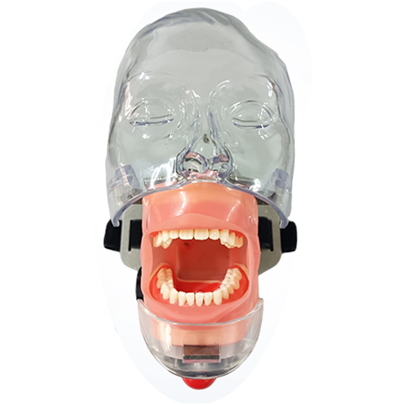 Simulazione dentale Stampo semplice per testa - Manichino dentale Pratica semplice Stomatologia rimovibile Insegnamento Preparazione dei denti Forma della testa di restauro ortodontico