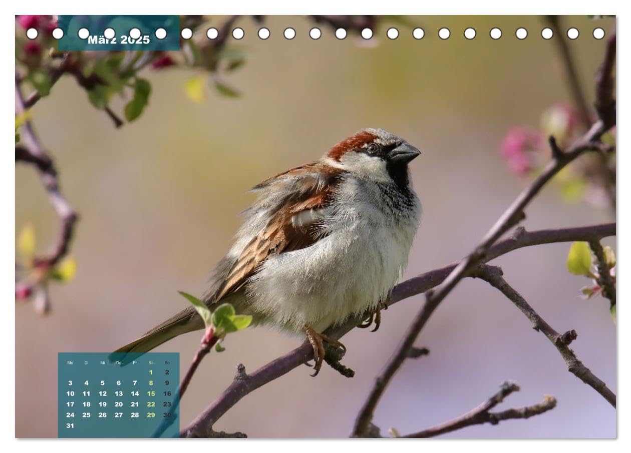Gefiederte Vogelfreunde (Tischkalender 2025 DIN A5 quer), CALVENDO Monatskalender: Unsere heimischen Vogelarten im Porträt. (CALVENDO Tiere)