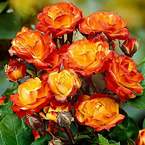 Green Paradise® Exclusive Live Orange climbing rose Plant (B07NTZFB4G) Amazon Price History, Amazon Price Tracker