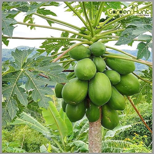 Image of 300 Seeds, Desi papaya seeds for planting, Germination tested