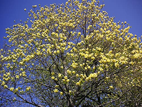 Live Plant - Yellow Bird Magnolia (Ynks), Tree, Flower, For Gardening And Planting #TOP3
