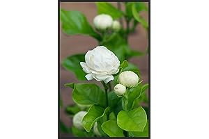 Grand Duke of Tuscany Jasmine: A Fragrant and Hardy Companion
