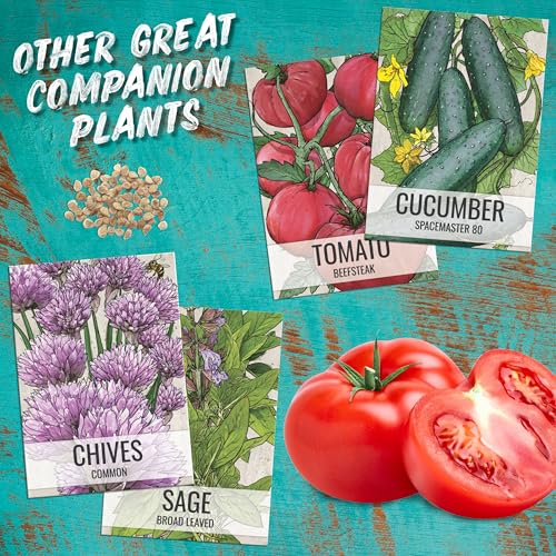 Seed Needs Lovage Seeds for Planting - Non-GMO Heirloom & Untreated Herbs to Plant a Medicinal/Culinary Home Grown Herb Garden Indoors or Outdoors (2 Packs) - Image 8