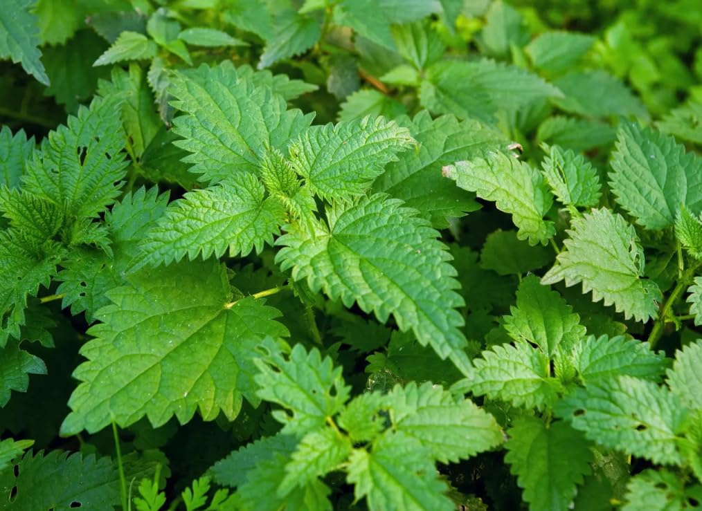 Purin d'Ortie Naturel - Biostimulant Végétal 100% Naturel - Préparation Naturelle Peu Préoccupante (PNPP) - Potager, Verger, Plantes d'Ornement, Rosiers - France - 5L pour 100L prêt à l'emploi