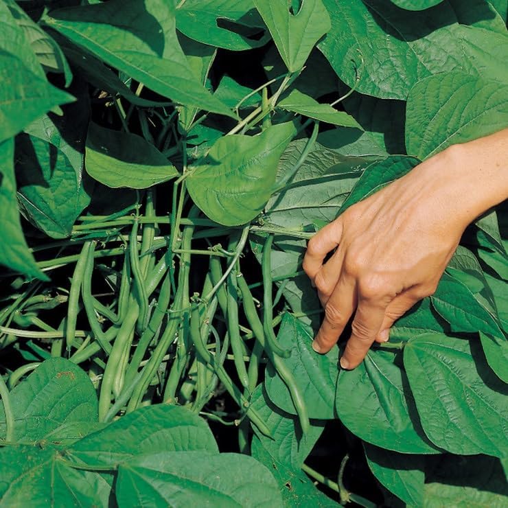 Park Seed Jade Organic Bush Bean Seeds – 1 lb Pack, 60 Days to Maturity, Stringless Snap Beans, Widely Adapted, Disease Resistant, Long Harvest Window