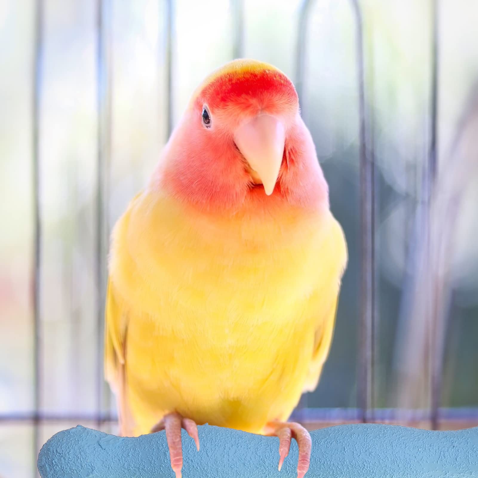 POPETPOP Perch Cm/Color, Conures, Parakeets, Platform Cm Cage, Cockatoo/Lovebirds - Image 4