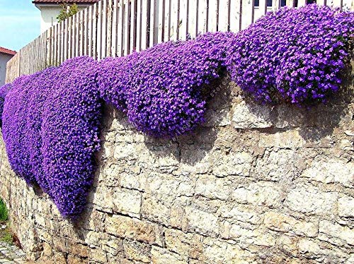 Semi di GERMINAZIONE: Viola kriechend Timo Bodendecker - 50 IT vrac-Blumensamen