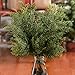 Factory Direct Craft Pack of 12 Artificial Cedar Pine Stems Plastic Evergreen Cedar Picks Christmas Juniper for Holiday Flower Arrangements Wreaths and Woodland Displays