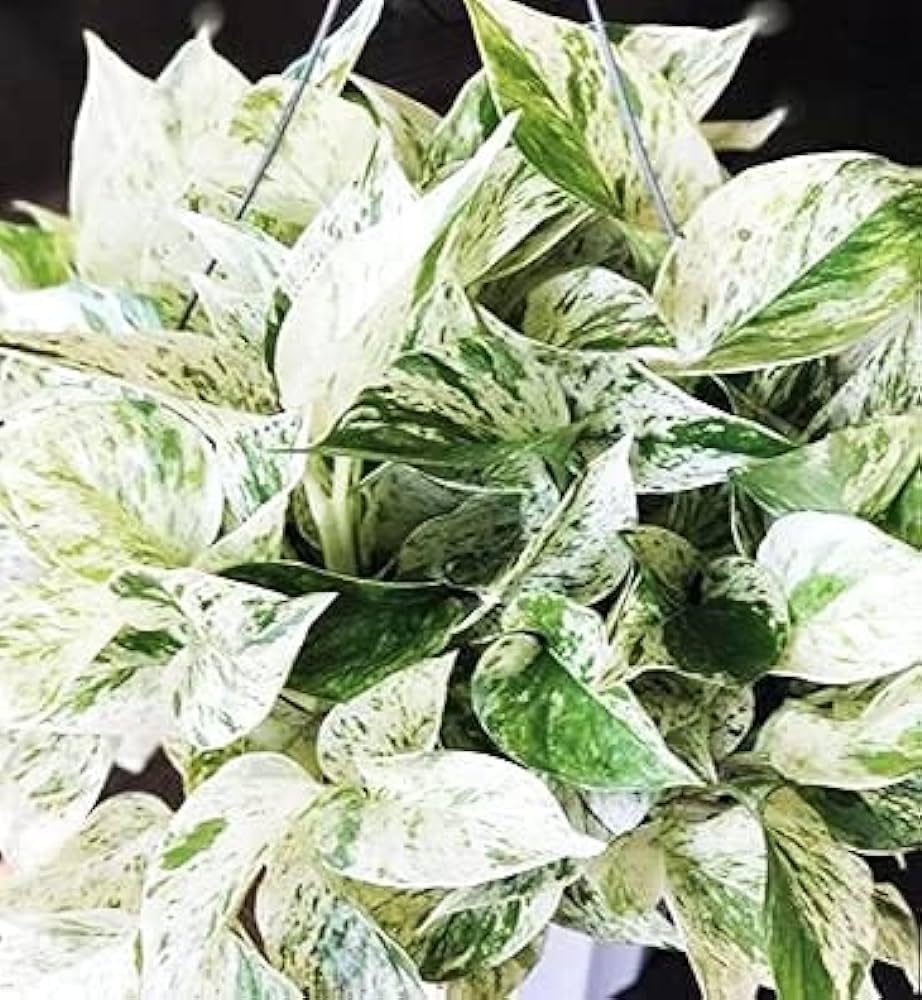 Greenursery Live Money Indoor Plant For Home and Garden with Pot (Pack of 1) (Marble Queen Money Plant) (B0D3BCHBLL) Amazon Price History, Amazon Price Tracker