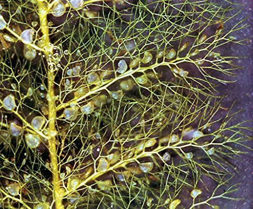 Aamish 10pcs plante carnivore aquatique vésiculaire
