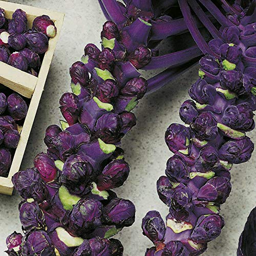 3 Live 2-4\" inch Seedlings Falstaf RED Brussels Sprouts Keeps Color! Rare