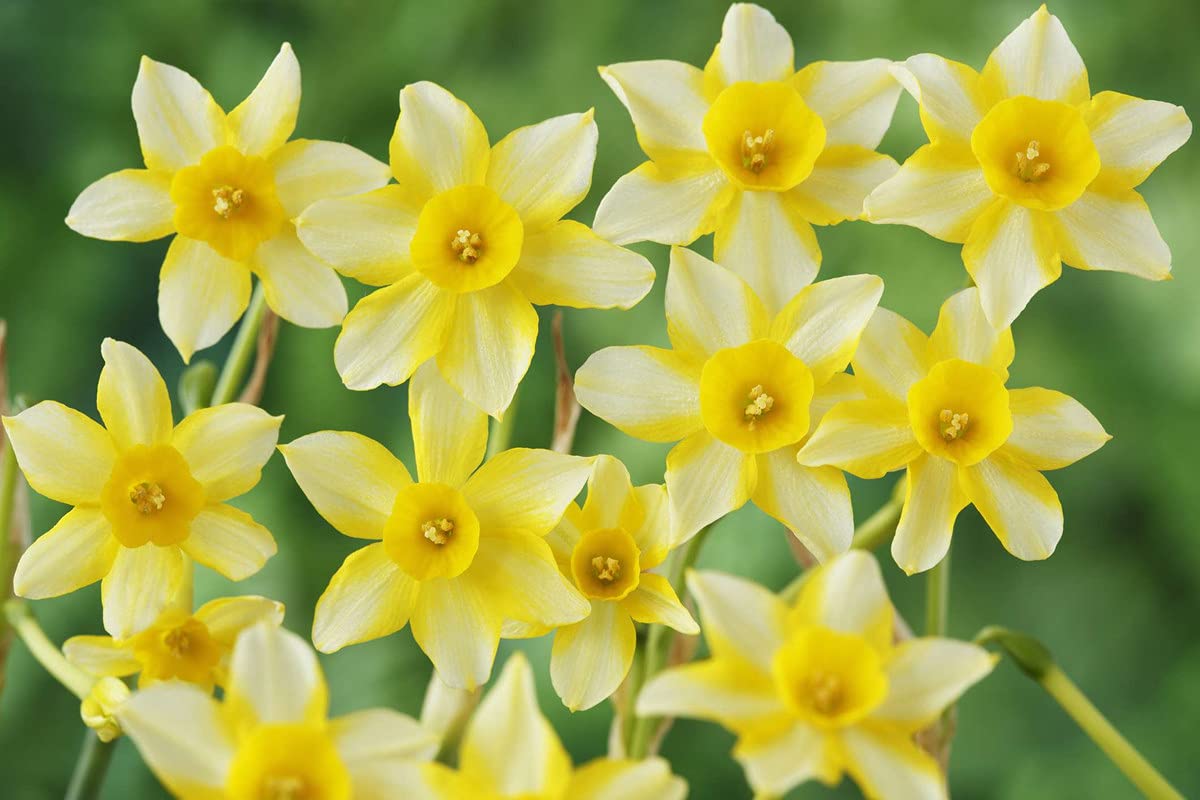 See full amazon price history chart for Floriculture Greens IMP. Daffodil Aromatic Flower Bulbs Winter Flower Home Pot/Land Gardening Bulbs Blooming Planting Floriculture Greens IMP. Daffodil Aromatic Flower Bulbs Winter Flower Home Pot/Land Gardening Bulbs Blooming Planting (B09LS81SMF) Amazon Price History, Amazon Price Tracker