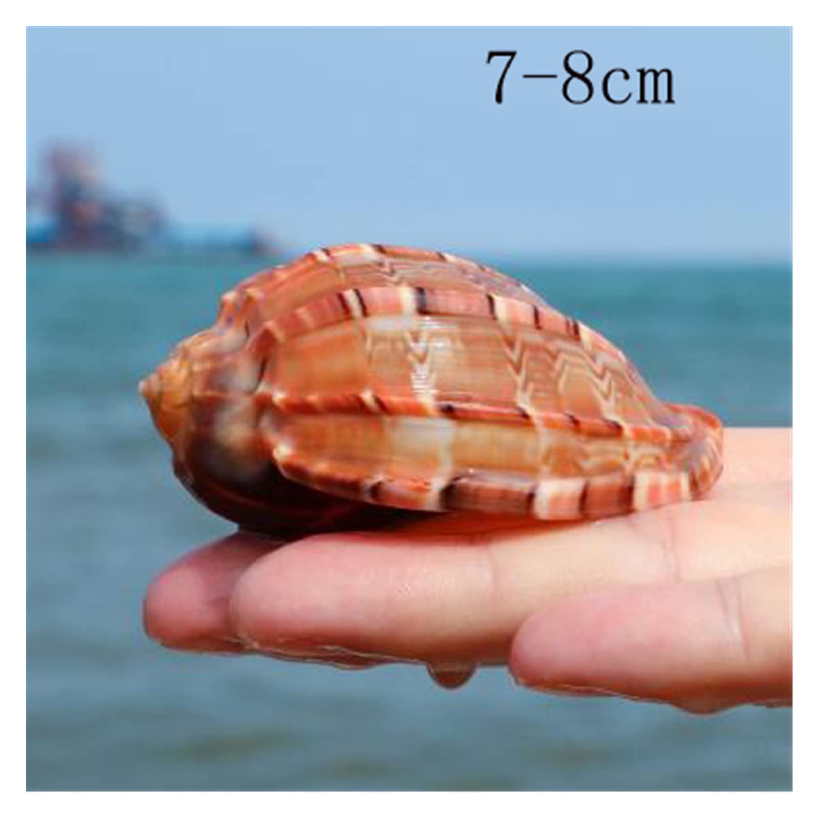 12 Teile/los Neue Seeschnecke Natürliche Shell Große Tritonshorn Aquarium Aquarium Rolle Schalentiere Zucht Mittelmeer Topf Einrichtung Ozean Dekoration Raumdekoration (Color : 7-8cm)