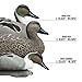 Higdon Outdoors Battleship Pintail Duck Decoys | Unsinkable with Swivel Heads & Weighted Keels | High-Contrast Visibility| Durable & Easy-Set Floating Design | Foam Filled | 6pk