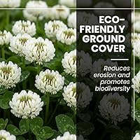 Vista 3 de Semillas de trébol blanco holandés para plantar (1 libra)