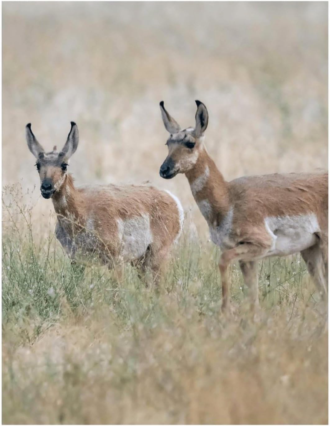 Pronghorn Antelope Diamond 5D Painting Kits with Frame DIY Full Round Drill Gem Art Crafts for Home Wall Decor 16 X 20in Yellow Wood 40 * 50cm