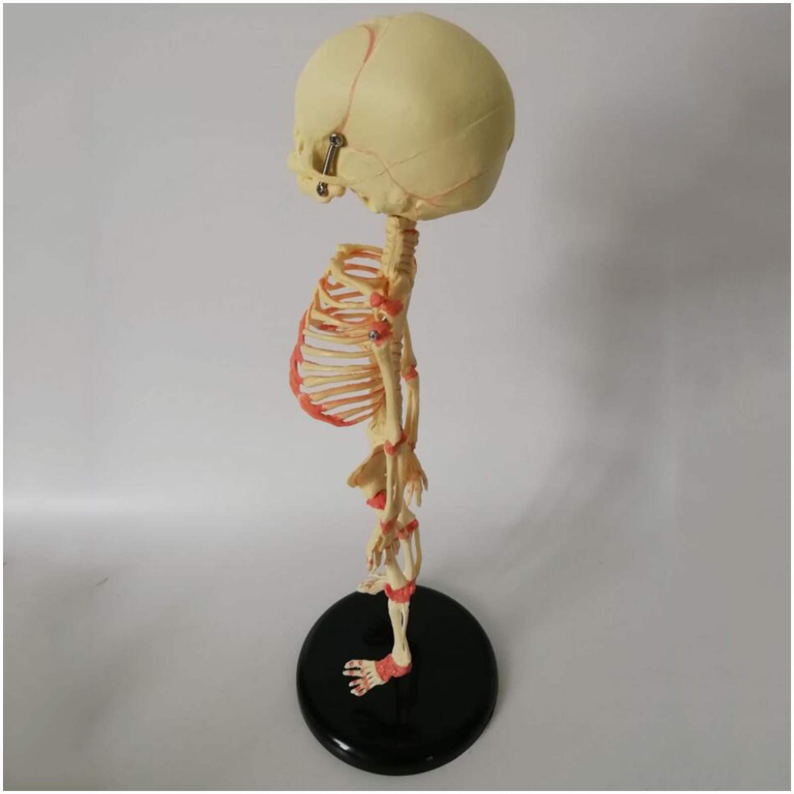 Amazon.co.jp: 子供のスケルトンモデル - 1：1胎児スケルトンライフ