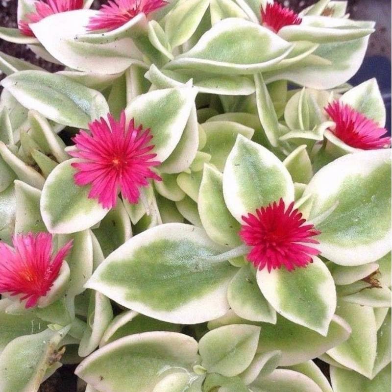 Variegated Aptenia (Variegated Baby Sun Rose) - Pack of 2-5-9' Live Plants - Heartleaf Ice Plant for Hanging Baskets - Drought Tolerant Succulent Groundcover Zone 9-11 - Bright Red Flowers