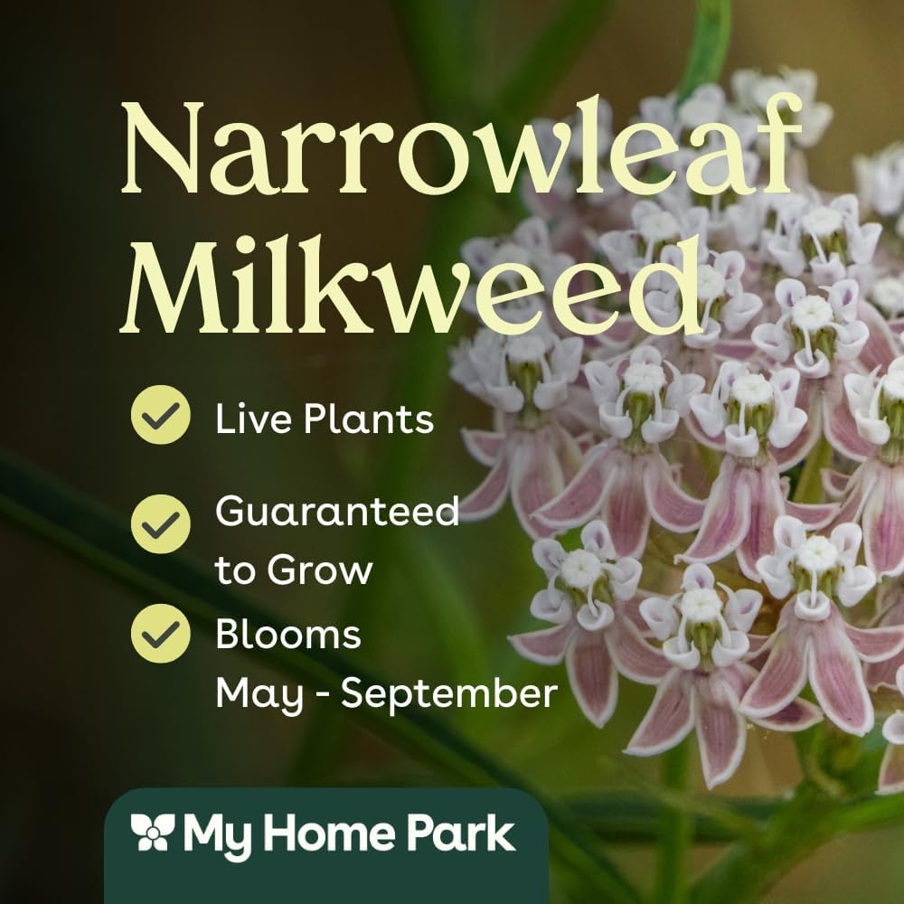 Narrowleaf Milkweed 6 Live Plants (Asclepias fascicularis) – California Native Wildflower for Outdoor Gardens, Monarch Butterfly Host Plant, Drought Tolerant Pollinator Friendly Landscaping