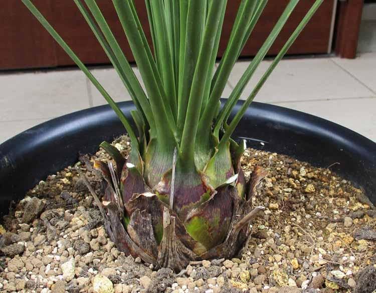 【現品】ダシリリオン・ クアドラングラツム　9号　あＭ番 現品】ダシリリオン・ クアドラングラツム 9号 MI番 現品