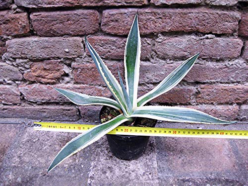 Geosism & Nature Agave Americana var. marginata 40 cm, Cactus, Plante succulente Dure Hiver, résistante jusqu'à 0 C