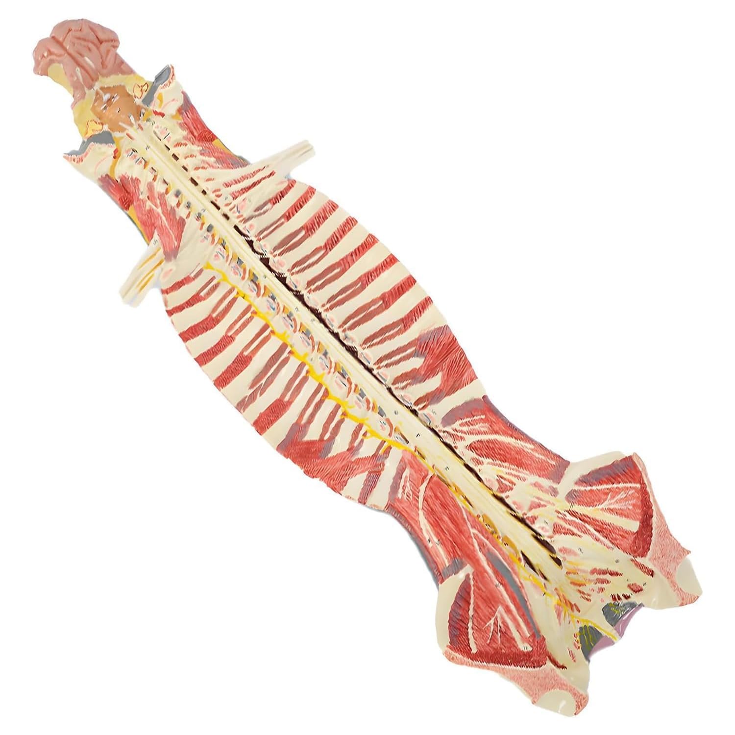 Human Anatomy Torso Model, With 47 Identification Positions, Human Spine Vertebral Canal Anatomical Model, Pvc Material, Showing Structures Brain And Cerebellar Nerves Spinal Nerves, For Learning