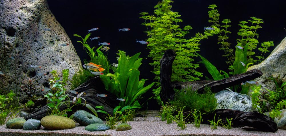 PondPlantsUK - Mixed Amount of Tropical Aquatic Plants No Lead (10 Live Aquarium Plants)