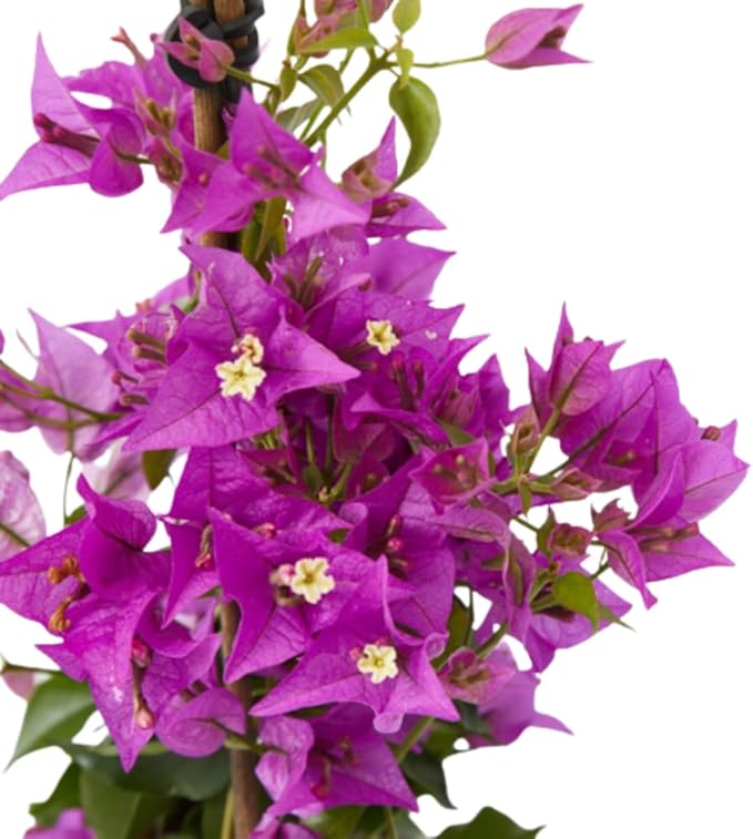 Verdecora Buganvilla | Planta Trepadora con Flores en Maceta de 3L para Exterior
