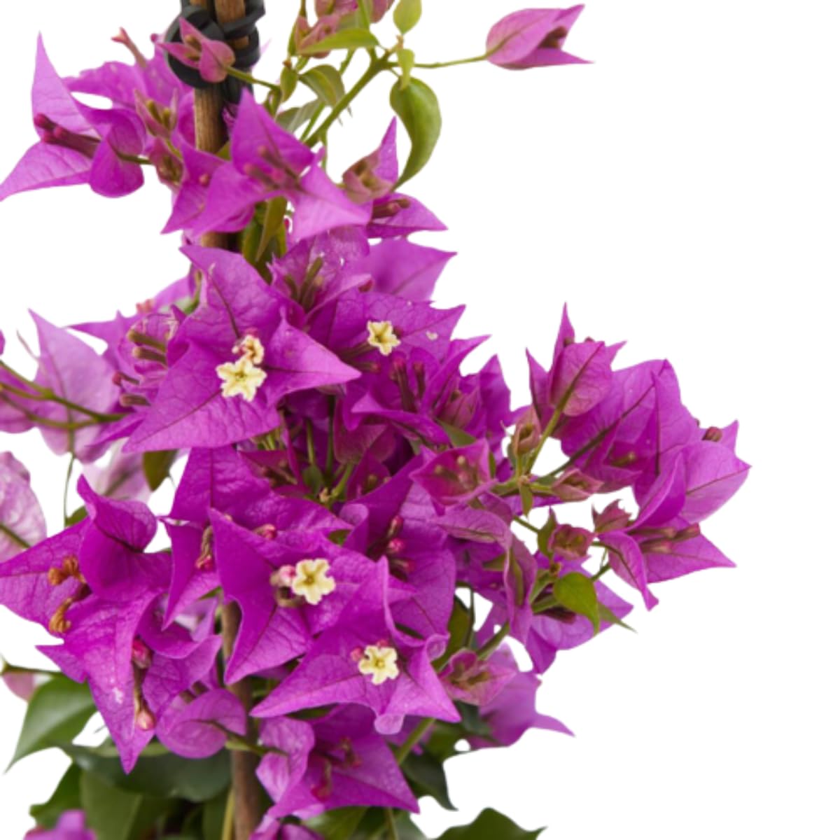 Verdecora Buganvilla | Flor de Papel | Planta natural de exterior con flor en maceta | Planta trepadora | Perfecta para decorar el jardín, balcón, terraza (Maceta 3L)