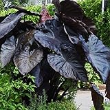 Black Elephant Ear Plants, Rare Colocasia Plant Live, Perennial Esculenta Taro Alocasia 4-8 Inch Tall, Indoor Outdoor Garden