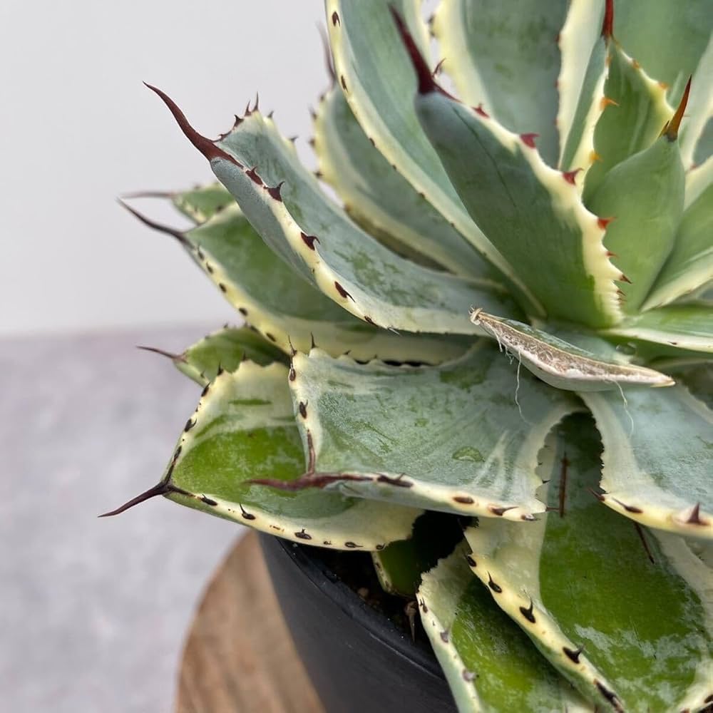 Amazon｜多肉植物 アガベ 吉祥館錦 キッショウカンAgave 6号